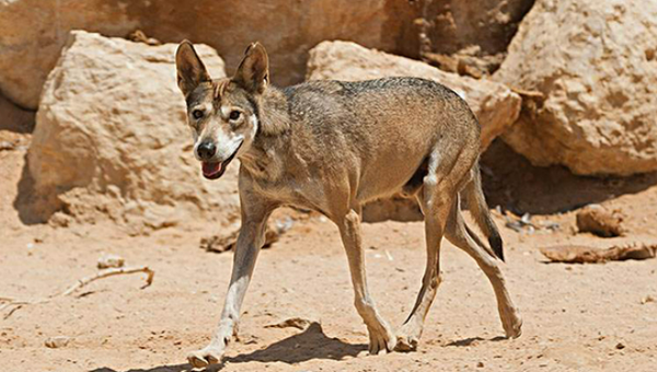 الحيوانات البرية